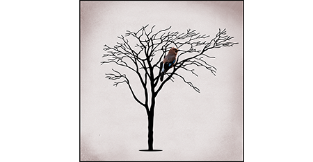 Bird and Tree