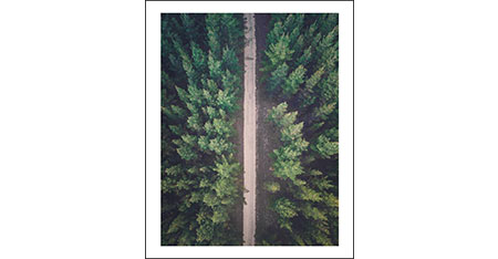 Nordic Forest Road